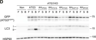 Fig.1.D showing Western Blotting from the publication: Unique amphipathic α helix drives membrane insertion and enzymatic activity of ATG3.