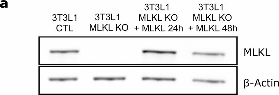 Fig.6.A showing Western Blotting in a Mus musculus (House mouse) sample from the publication: Adipocyte-specific Mlkl knockout mitigates obesity-induced metabolic dysfunction by enhancing mitochondrial functions.