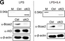 Fig.1.G showing Western Blotting in a Mus musculus (House mouse) sample from the publication: The RNA Binding Protein Bcas2 is Required for Antibody Class Switch in Activated-B Cells.