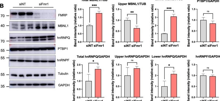 Fig.4.B showing Western Blotting from the publication: FMRP deficiency leads to multifactorial dysregulation of splicing and mislocalization of MBNL1 to the cytoplasm.