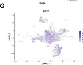 Fig.3.G showing Flow cytometry/Cell sorting in a Mus musculus (House mouse) sample from the publication: Adoptive cellular therapy prevents reconstitution of myeloid-derived suppressor cells in the glioma tumor microenvironment.