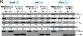 Fig.2.B showing Western Blotting from the publication: Octyl Gallate Induces Pancreatic Ductal Adenocarcinoma Cell Apoptosis and Suppresses Endothelial-Mesenchymal Transition-Promoted M2-Macrophages, HSP90α Secretion, and Tumor Growth.