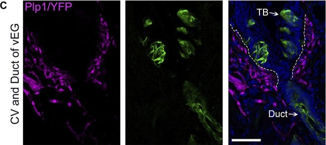 Fig.4.C showing Immunohistochemistry-immunofluorescence in a Mus musculus (House mouse) sample from the publication: The duct of von Ebner's glands is a source of Sox10 + taste bud progenitors and susceptible to pathogen infections.