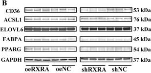 Fig.3.B showing Western Blotting in an Anas platyrhynchos (Duck) sample from the publication: A Novel in Duck Myoblasts: The Transcription Factor Retinoid X Receptor Alpha (RXRA) Inhibits Lipid Accumulation by Promoting CD36 Expression.