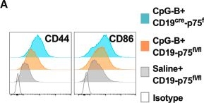 Fig.3.A showing Flow cytometry/Cell sorting in a Mus musculus (House mouse) sample from the publication: P75NTR activation limits CD21lo B cell subsets expansion in response to autoimmune-inducing challenges.