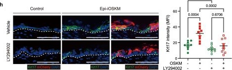 Fig.3.H showing Immunohistochemistry-immunofluorescence from the publication: Mosaic partial epidermal reprogramming remodels neighbors and niches to refine skin homeostasis and repair.
