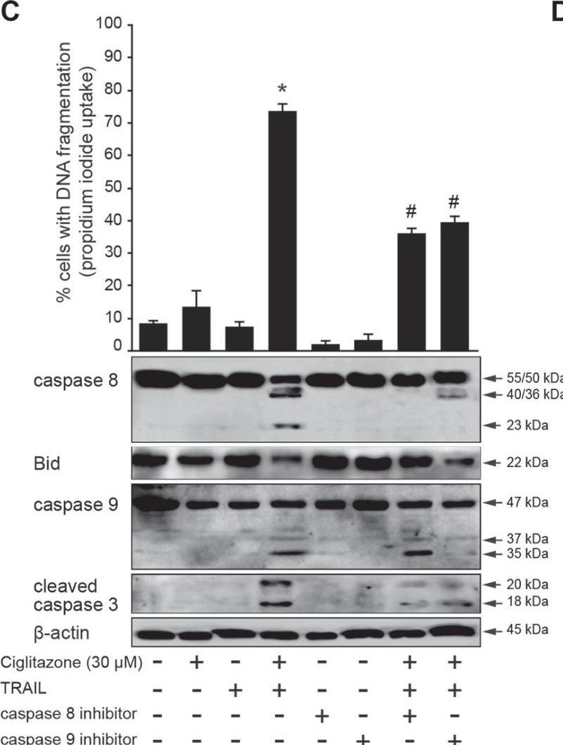 Fig.7.C showing Western Blotting in a Homo sapiens (Human) sample from the publication: Cell death and restoration of TRAIL-sensitivity by ciglitazone in resistant cervical cancer cells.