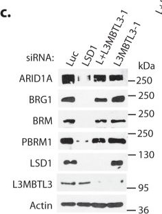 Fig.2.C showing Western Blotting in a Homo sapiens (Human) sample from the publication: The assembly of mammalian SWI/SNF chromatin remodeling complexes is regulated by lysine-methylation dependent proteolysis.