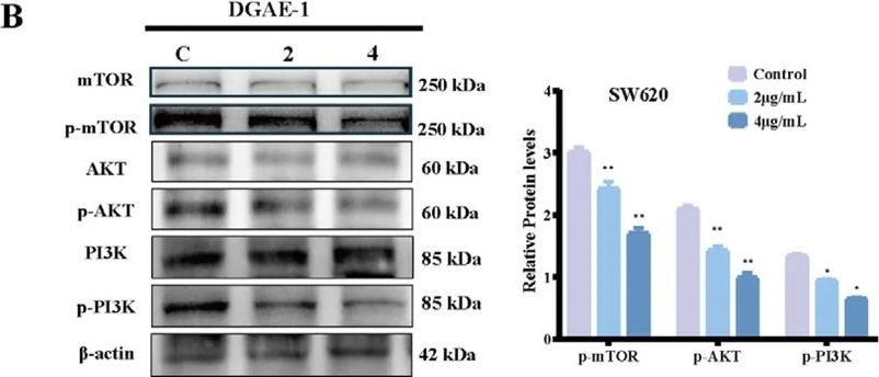Fig.4.B showing Western Blotting from the publication: Distillers' Grains-Derived Bioactive Fraction Suppresses Colorectal Cancer Progression Through Modulation of Autophagy-Associated PI3K/AKT Signaling.