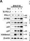 Fig.3.A showing Western Blotting from the publication: STING mediates nuclear PD-L1 targeting-induced senescence in cancer cells.