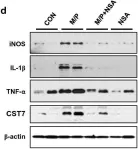 Fig.6.D showing Western Blotting in a Mus musculus (House mouse) sample from the publication: Necrosulfonamide exerts neuroprotective effect by inhibiting necroptosis, neuroinflammation, and α-synuclein oligomerization in a subacute MPTP mouse model of Parkinson's disease.
