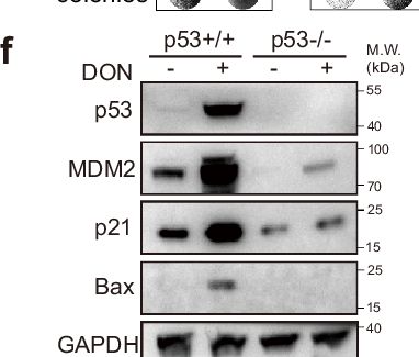 Fig.1.F showing Western Blotting in a Homo sapiens (Human) sample from the publication: Pyrimidine synthase CAD deamidates and inactivates p53.