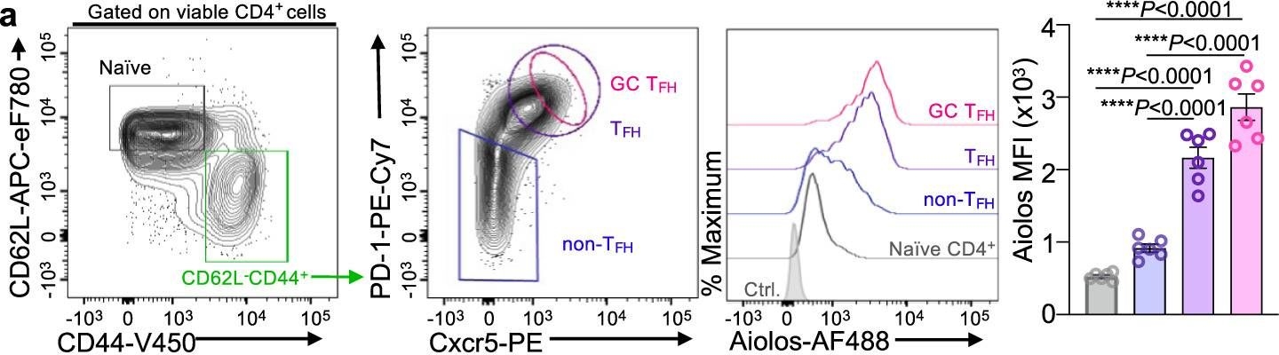 Fig.1.A showing Flow cytometry/Cell sorting in a Mus musculus (House mouse) sample from the publication: Aiolos represses CD4+ T cell cytotoxic programming via reciprocal regulation of TFH transcription factors and IL-2 sensitivity.