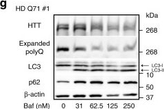 The ubiquitin ligase UBR5 suppresses proteostasis collapse in pluripotent stem cells from Huntington's disease patients.
