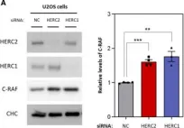 Fig.2.A showing Western Blotting from the publication: HERC2 deficiency activates C-RAF/MKK3/p38 signalling pathway altering the cellular response to oxidative stress.