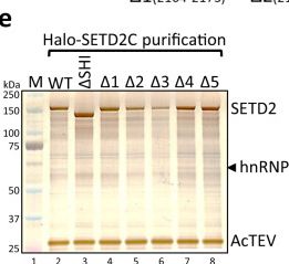 Fig.1.E showing Western Blotting from the publication: Structural basis of the interaction between SETD2 methyltransferase and hnRNP L paralogs for governing co-transcriptional splicing.