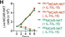 Fig.2.H from the publication: Stem cell engineering for the generation of allogeneic CAR-directed natural killer T cells targeting endometrial carcinoma.