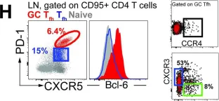 Fig.1.H showing Flow cytometry/Cell sorting from the publication: Tailoring Tfh profiles enhances antibody persistence to a clade C HIV-1 vaccine in rhesus macaques.