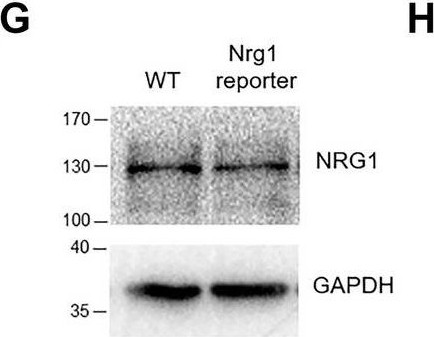 Fig.1.G showing Western Blotting in a Mus musculus (House mouse) sample from the publication: Genetic labeling reveals spatial and cellular expression pattern of neuregulin 1 in mouse brain.