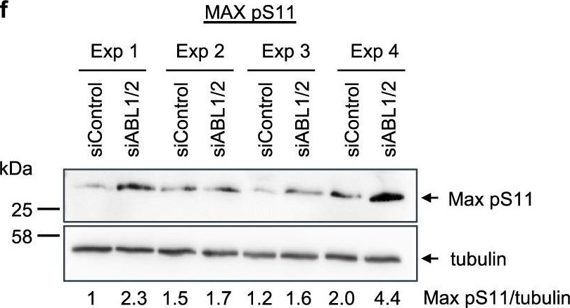 Fig.2.F showing Western Blotting in a Homo sapiens (Human) sample from the publication: The ABL-MYC axis controls WIPI1-enhanced autophagy in lifespan extension.
