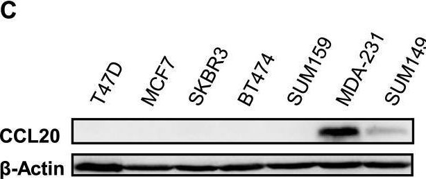 Fig.3.C showing Western Blotting from the publication: CCL20 triggered by chemotherapy hinders the therapeutic efficacy of breast cancer.