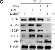 Fig.8.C showing Western Blotting from the publication: Seneca Valley virus 3C protease targets the Nrf2/HO-1 pathway to antagonize its antiviral activity.