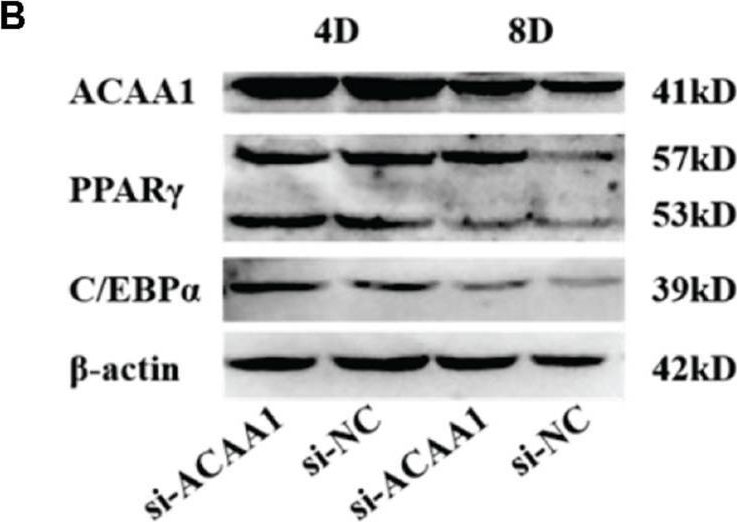 Fig.3.B showing Western Blotting in an Ovis aries (Sheep) sample from the publication: Effect of the ACAA1 Gene on Preadipocyte Differentiation in Sheep.