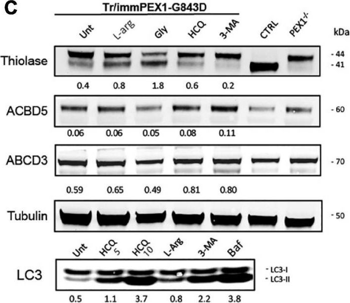 Fig.4.C showing Western Blotting from the publication: Autophagy Inhibitors Do Not Restore Peroxisomal Functions in Cells With the Most Common Peroxisome Biogenesis Defect.