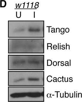 Fig.1.D showing Western Blotting in a Drosophila melanogaster (Fruit fly) sample from the publication: HIF-1α restricts NF-κB-dependent gene expression to control innate immunity signals.