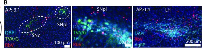 Fig.6.B showing Immunohistochemistry-immunofluorescence in a Mus musculus (House mouse) sample from the publication: Hunger modulates exploration through suppression of dopamine signaling in the tail of the striatum.