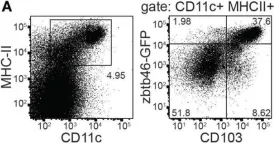 Fig.1.A showing Flow cytometry/Cell sorting in a Mus musculus (House mouse) sample from the publication: Stimulator of Interferon Genes in Classical Dendritic Cells Controls Mucosal Th17 Responses to Cyclic Dinucleotides for Host Defenses Against Microbial Infections in Gut.