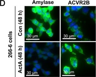 Fig.4.D showing Immunocytochemistry-immunofluorescence in a Mus musculus (House mouse) sample from the publication: Pancreatic Damage in Ovarian Cancer-Associated Cachexia Is Driven by Activin A Signalling.