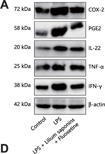 Fig.5.A showing Western Blotting in a Mus musculus (House mouse) sample from the publication: The antidepressive mechanism of Longya Lilium combined with Fluoxetine in mice with depression-like behaviors.