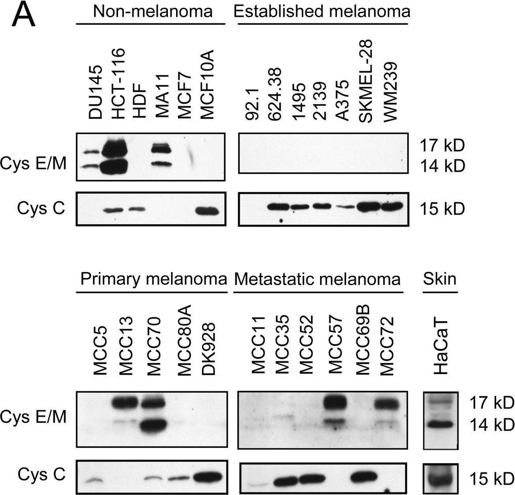 Fig.1.A showing Western Blotting in a Homo sapiens (Human) sample from the publication: Cystatin E/M suppresses legumain activity and invasion of human melanoma.