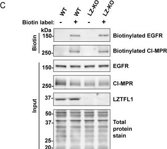 Fig.6.C showing Western Blotting in a Homo sapiens (Human) sample from the publication: Leucine zipper transcription factor-like 1 binds adaptor protein complex-1 and 2 and participates in trafficking of transferrin receptor 1.