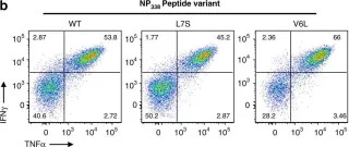 Fig.2.B showing Flow cytometry/Cell sorting in a Homo sapiens (Human) sample from the publication: Broad CD8+ T cell cross-recognition of distinct influenza A strains in humans.