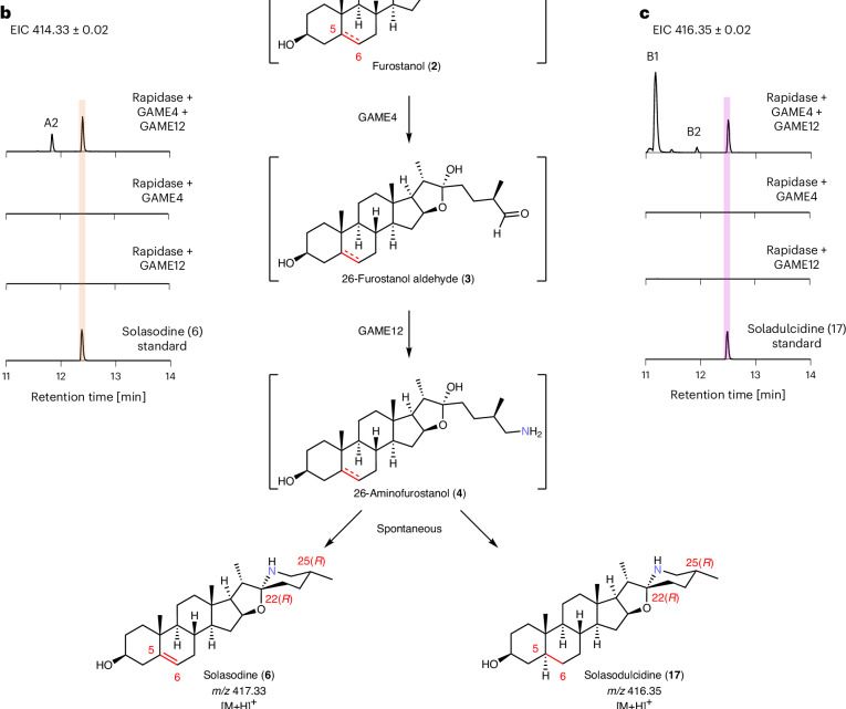 Fig.3.B from the publication: Incorporation of nitrogen in antinutritional Solanum alkaloid biosynthesis.