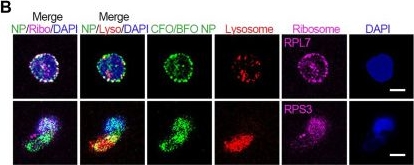 Fig.3.B showing Immunocytochemistry-immunofluorescence from the publication: Magnetoelectric nanoparticles drive TAF9B+ TH2 cell expansion to alleviate inflammation.