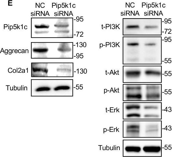 Fig.5.E showing Western Blotting in a Mus musculus (House mouse) sample from the publication: Pip5k1c Loss in Chondrocytes Causes Spontaneous Osteoarthritic Lesions in Aged Mice.