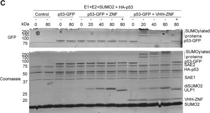 Fig.4.C showing Western Blotting in a Homo sapiens (Human) sample from the publication: A ZNF-nanobody fusion reveals SUMOylation-dependent changes in p53 protein localization.