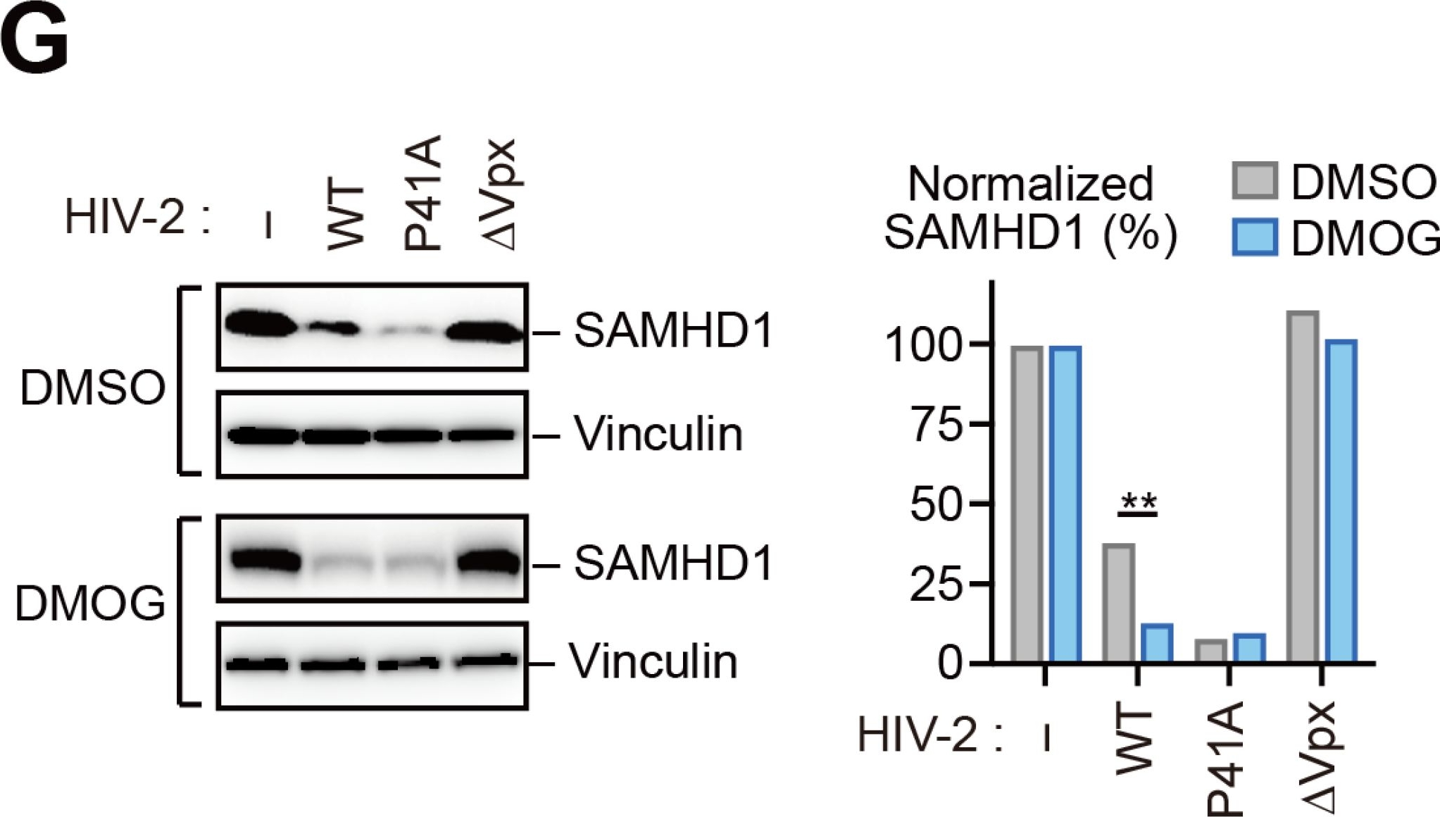 Fig.6.G showing Western Blotting from the publication: PHD3-VHL axis controls HIV-2 infection through oxygen-dependent hydroxylation and degradation of Vpx.