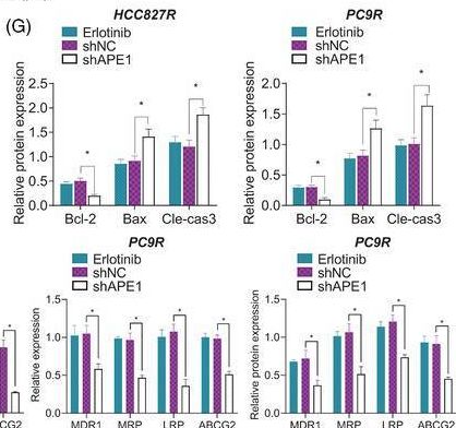 Fig.4.G from the publication: APE1 shRNA-loaded cancer stem cell-derived extracellular vesicles reverse Erlotinib resistance in non-small cell lung cancer via the IL-6/STAT3 signalling.