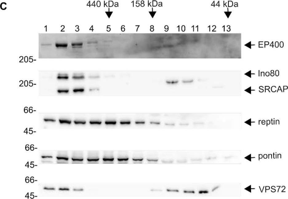 Fig.5.C showing Western Blotting in a Xenopus laevis (African clawed frog) sample from the publication: VPS72/YL1-Mediated H2A.Z Deposition Is Required for Nuclear Reassembly after Mitosis.