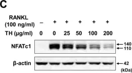 Fig.4.C showing Western Blotting from the publication: Effect of Taraxaci Herba on Bone Loss in an OVX-Induced Model through the Regulation of Osteoclast Differentiation.