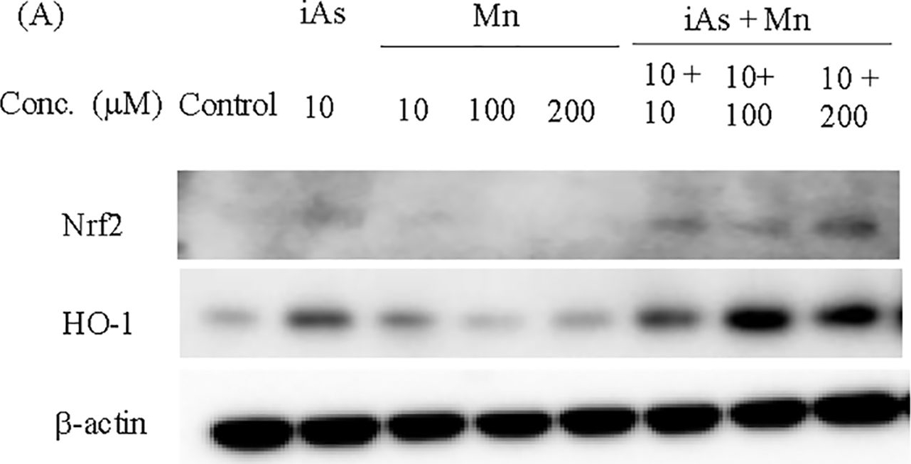 Fig.5.A showing Western Blotting from the publication: Interaction of coexposure to inorganic arsenic and manganese: Tight junction injury of the blood-brain barrier and the relationship between oxidative stress and inflammatory cytokines in glial cells.