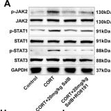 Fig.7.A showing Western Blotting in a Mus musculus (House mouse) sample from the publication: Salvianolic acid B alleviates depression-like behaviors by reducing neuronal injury and promoting neurogenesis in a manner associated with JAK-STAT signaling pathway inhibition.