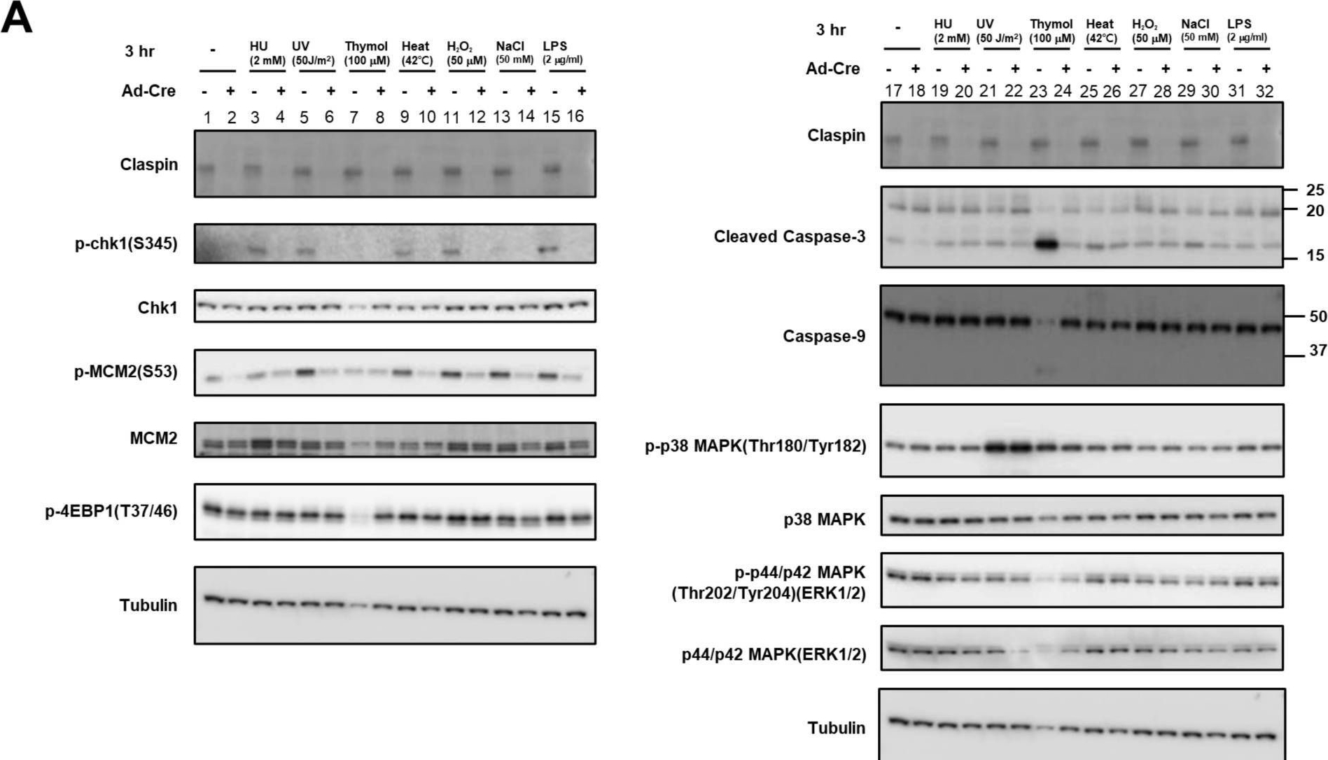 Fig.5.A showing Western Blotting in a Homo sapiens (Human) sample from the publication: Claspin-Dependent and -Independent Chk1 Activation by a Panel of Biological Stresses.