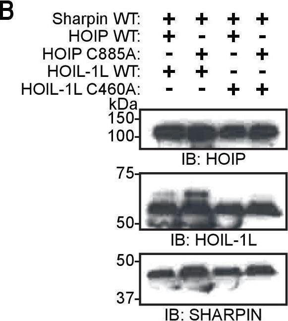 Fig.7.B showing Western Blotting from the publication: The linear ubiquitin chain assembly complex (LUBAC) generates heterotypic ubiquitin chains.