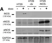 Fig.1.A showing Western Blotting in a Homo sapiens (Human) sample from the publication: iNOS activity is necessary for the cytotoxic and immunogenic effects of doxorubicin in human colon cancer cells.