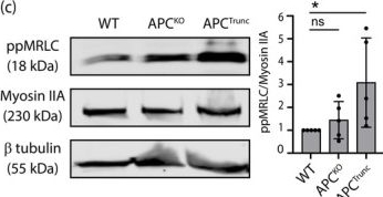 Fig.1.C showing Western Blotting in a Homo sapiens (Human) sample from the publication: A truncation mutant of adenomatous polyposis coli impairs apical cell extrusion through elevated epithelial tissue tension.
